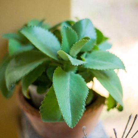 Fazenda Santa Thereza - Itapira Ngoại thất bức ảnh